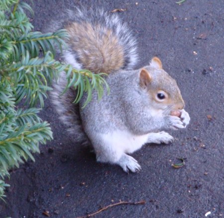 So... as you can see, squirrels do eat Curly Whirlies. Whether or not they're meant to, or can...is another matter... but they seemed to like it.